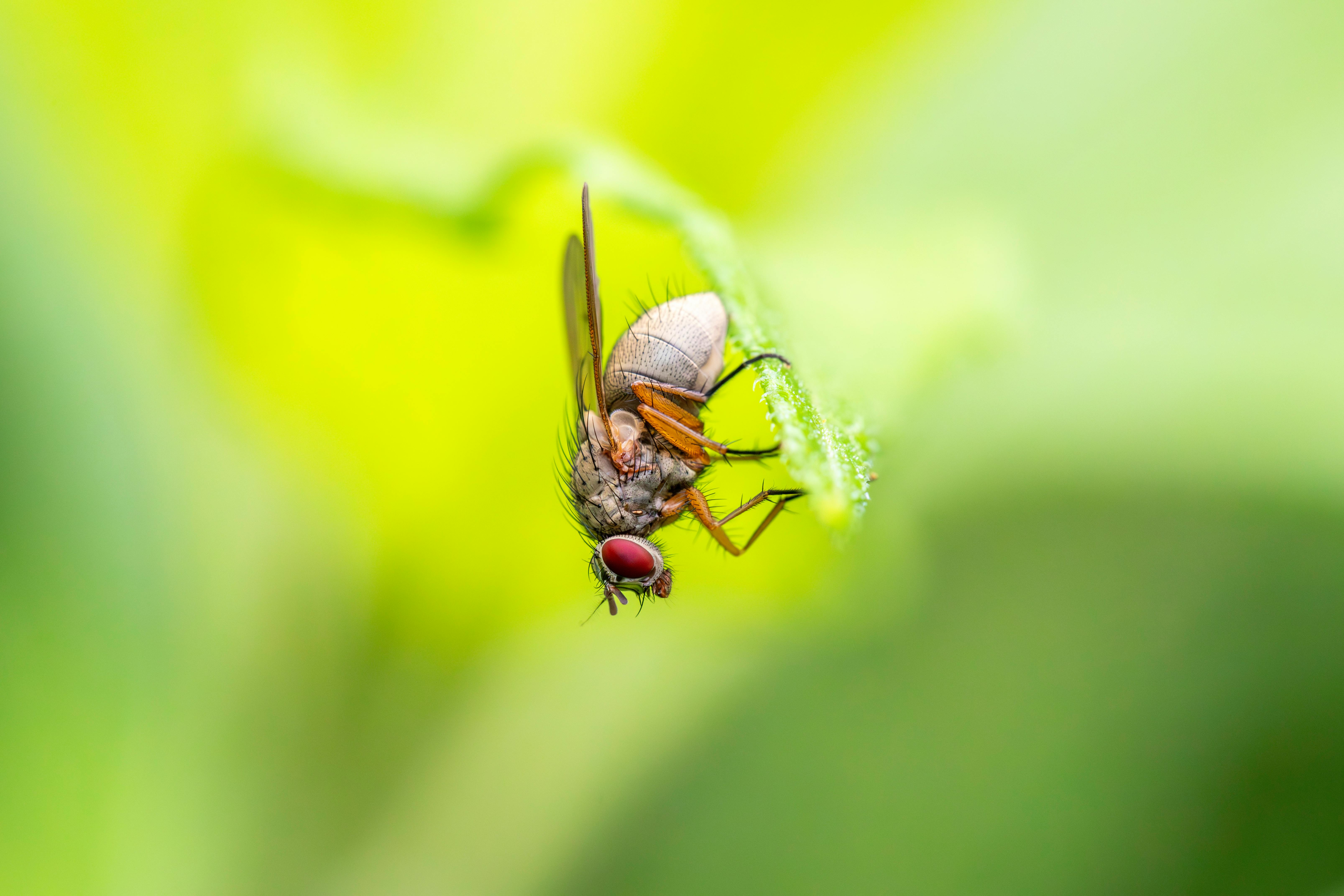 a fly is sitting on top of a leaf