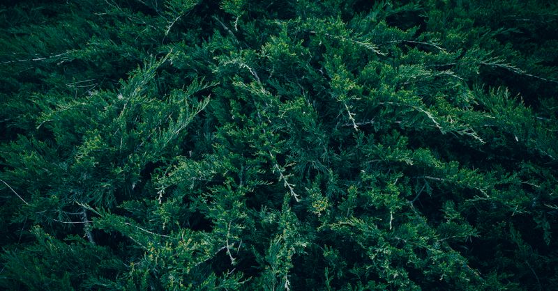 Cyprès : Guide Plantation et Variétés 2026