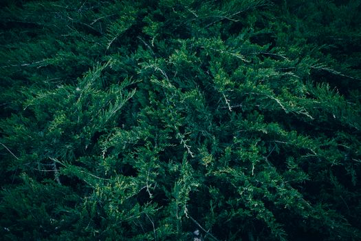 Close-up view of lush green juniper shrub showcasing intricate texture and vibrant evergreen foliage.
