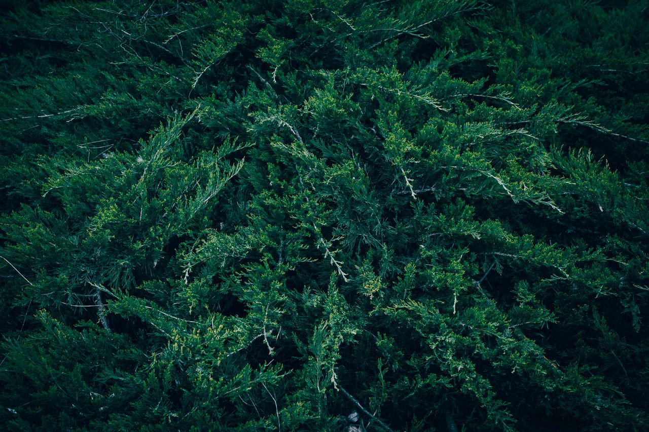 close up view of lush green juniper shrub showcasing intricate texture