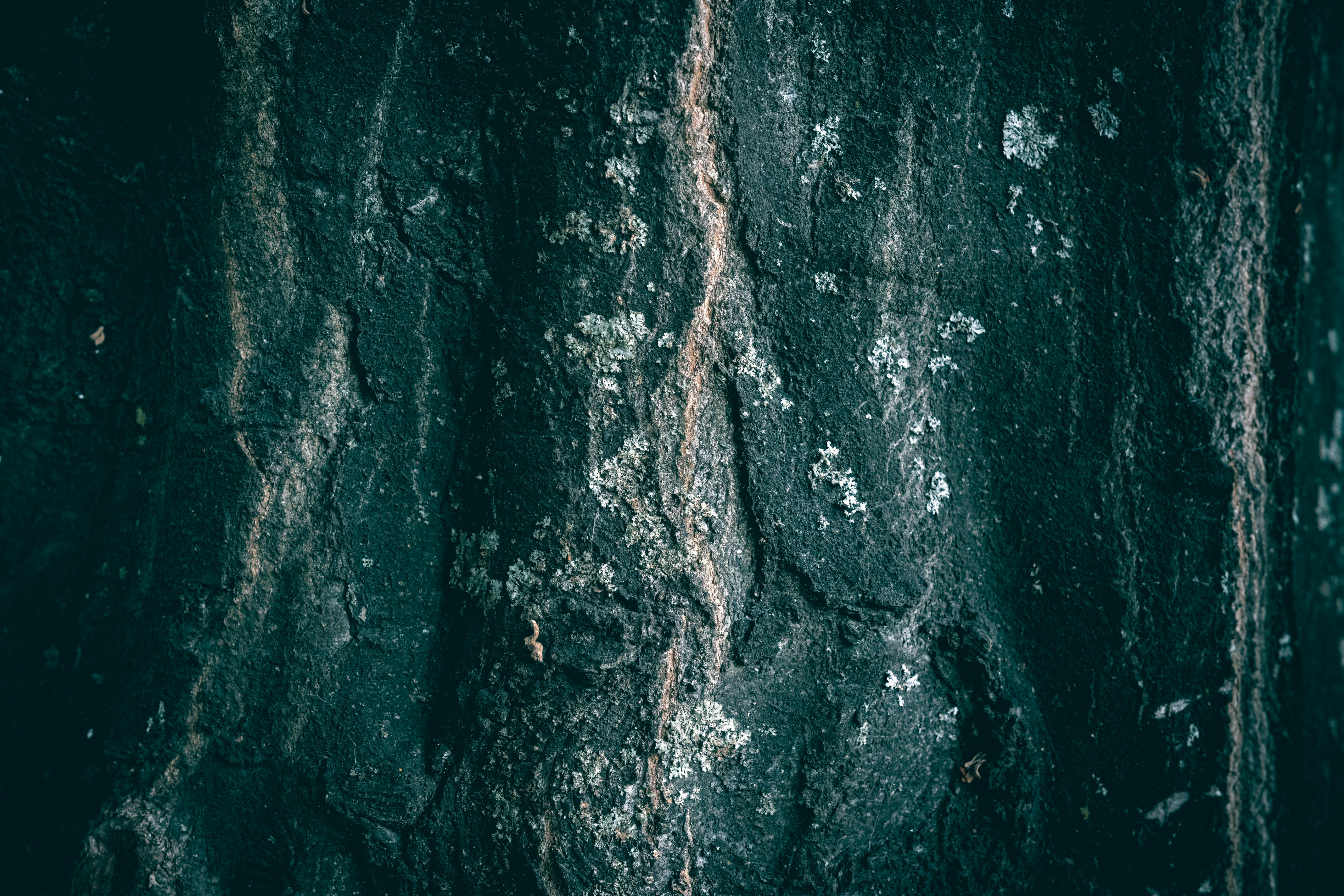 bezplatná Základová fotografie zdarma na téma abstraktní, botanický, detail Základová fotografie