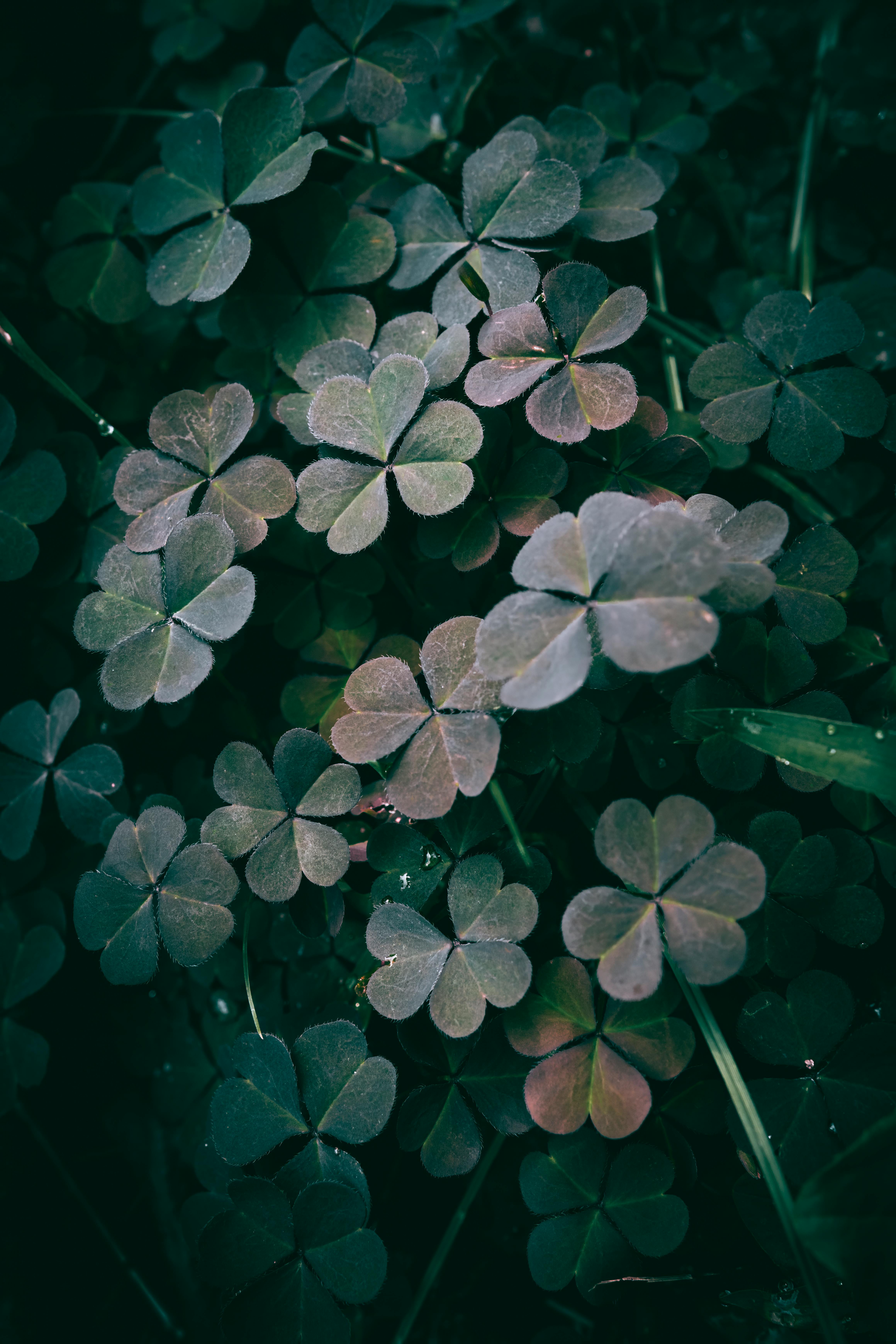 Sorrel Herb Leaves - Urban Goes Green Plant Guide