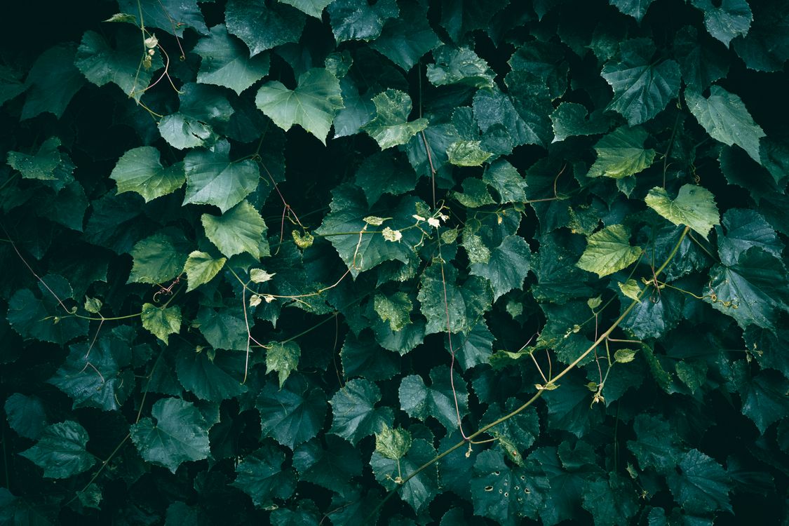 A close up of green Concord grape leaves texture pattern ยท Free Stock Photo