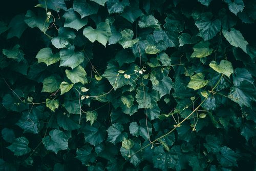 Free Vibrant green grape leaves creating a natural textured background outdoors. Stock Photo