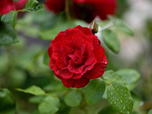 Free Close-up of a vivid red rose covered with dewdrops in a lush green garden, capturing natural beauty. Stock Photo