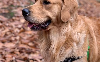 The Surprising Benefits of Regular Dog Park Visits