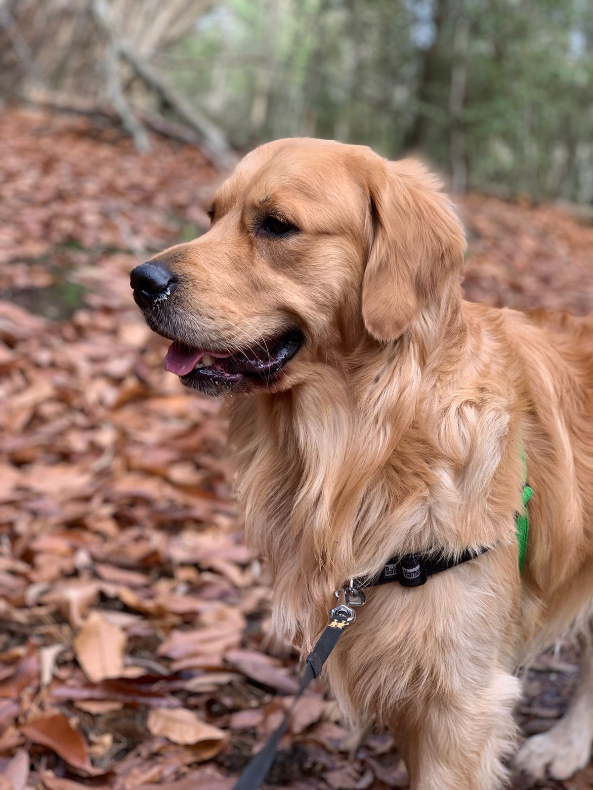 Golden Retriever standing on forest trail with autumn leaves