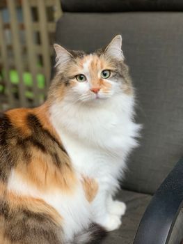 一只可爱的花布猫坐在户外，它长着引人注目的绿眼睛，展示着蓬松的三色外套