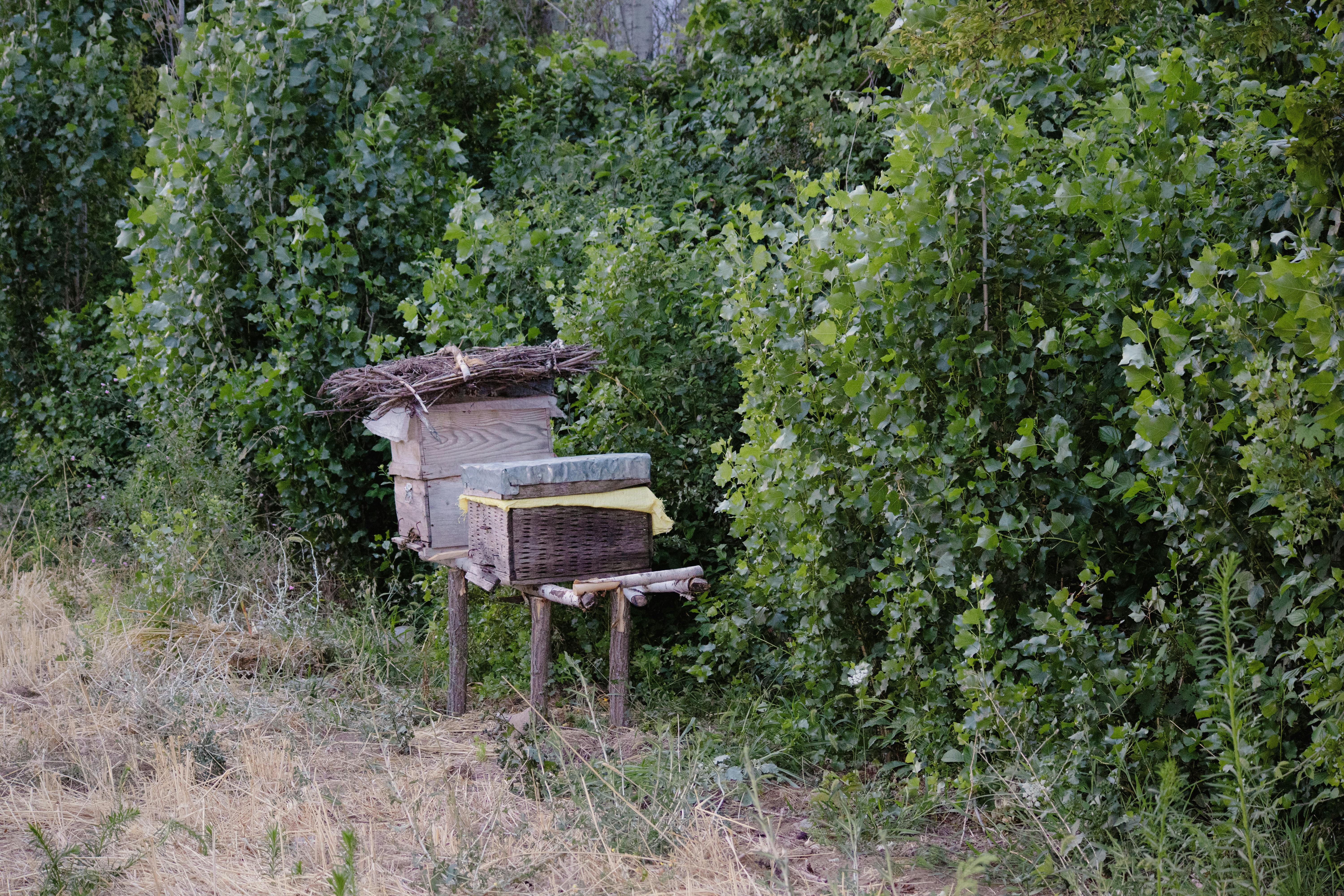 A beehive sits in the middle of a field