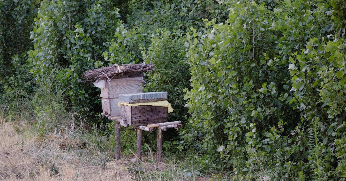 A beehive sits in the middle of a field