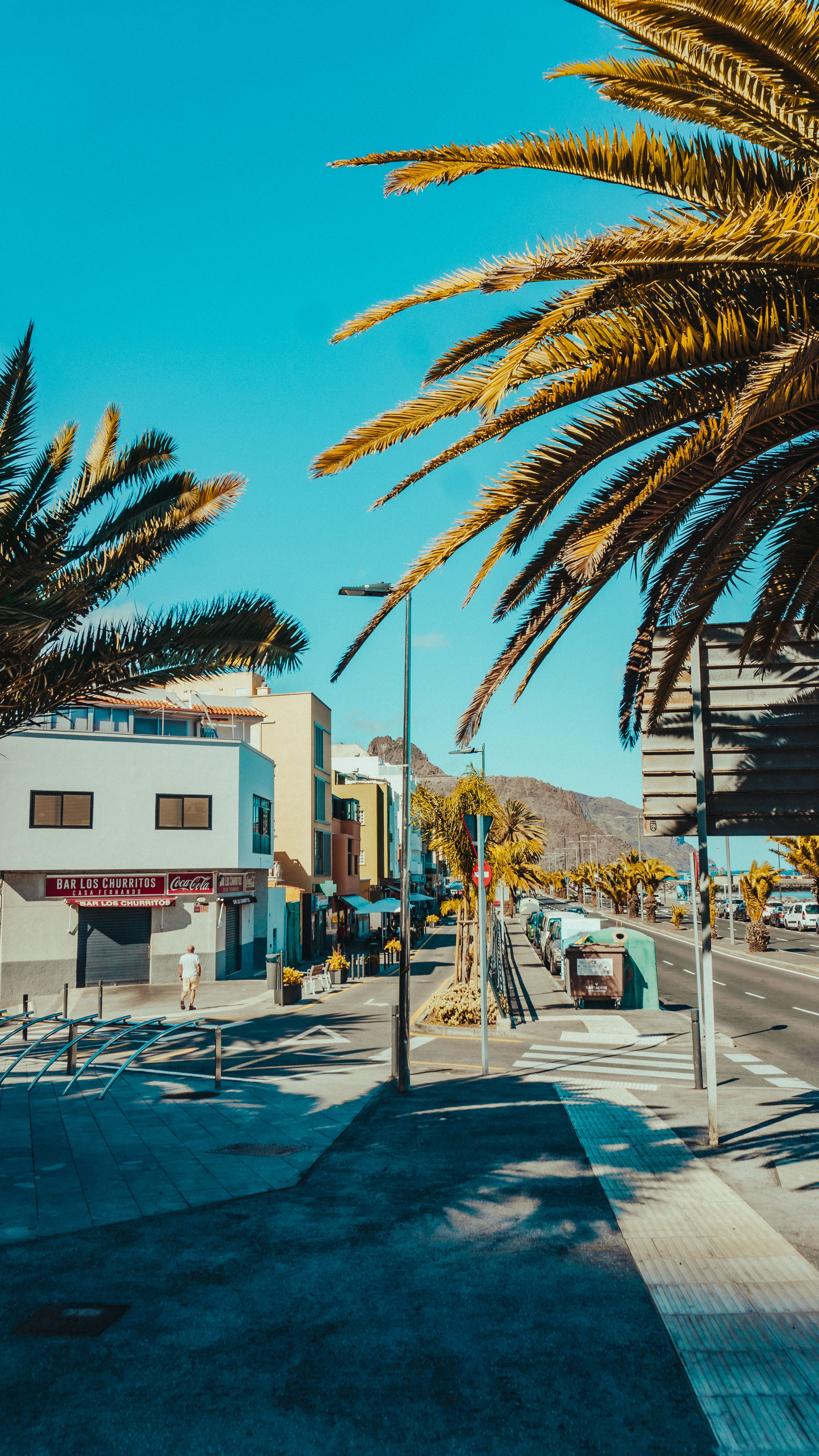 A street with palm trees and a building · Free Stock Photo