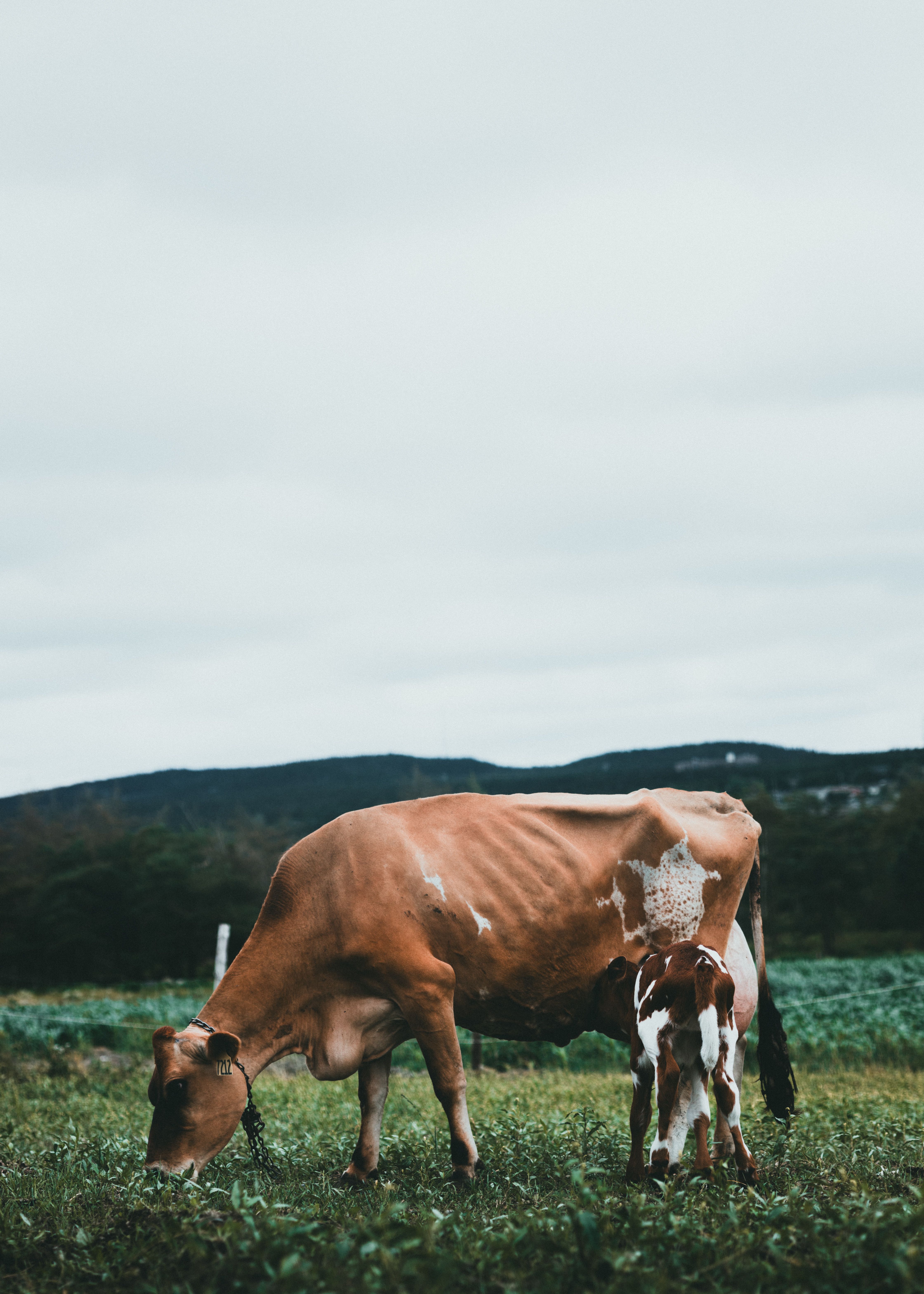 A cow and calf are standing in a field · Free Stock Photo