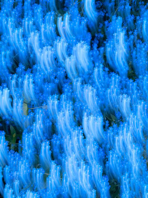 Free Colorful abstract patterns of coral in a vibrant underwater scene. Stock Photo
