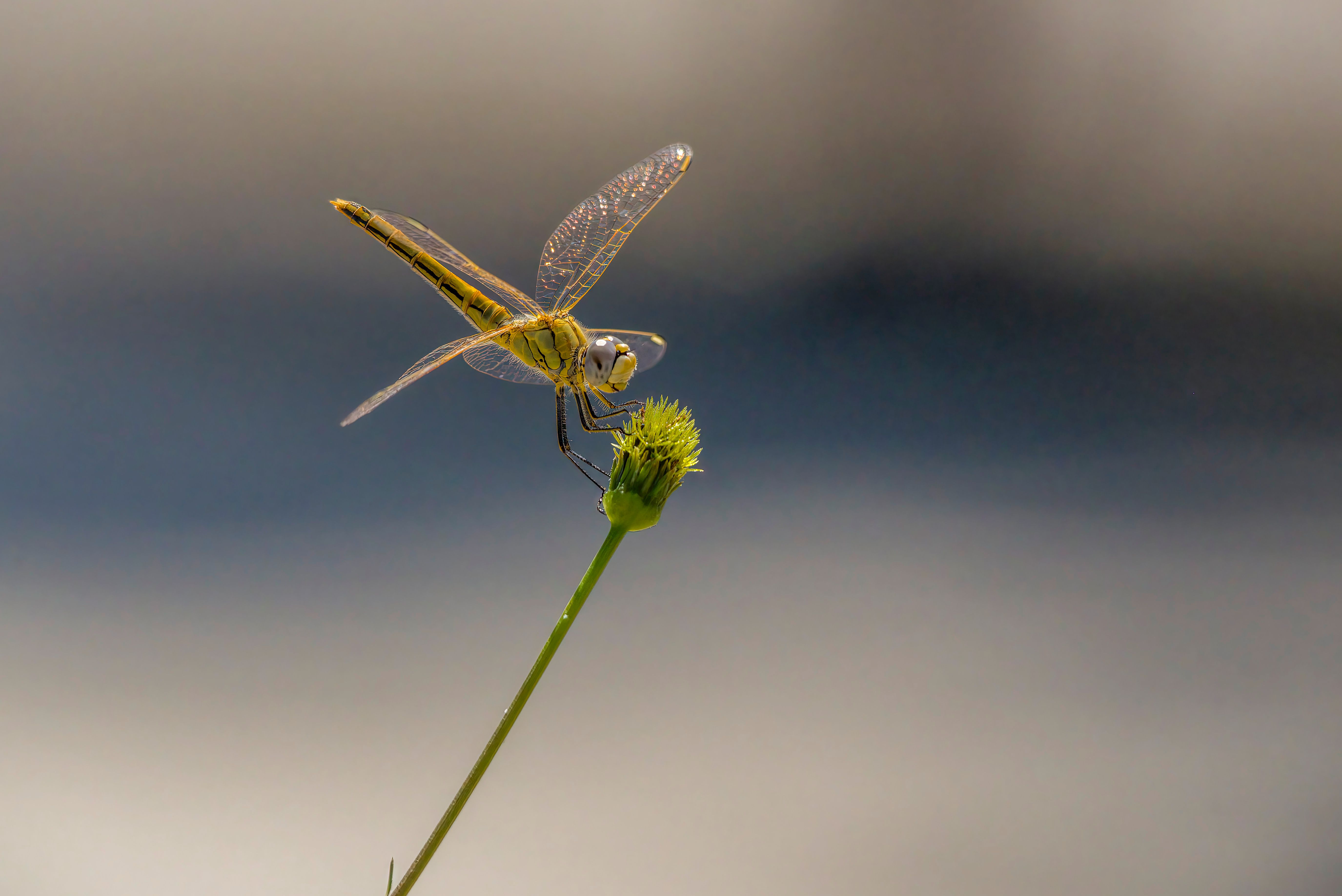A dragonfly is sitting on a plant stem · Free Stock Photo