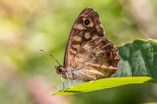 Free Detailed macro shot of a Speckled Wood butterfly (Pararge aegeria) perched on a green leaf, highlighting its intricate wing patterns. Stock Photo