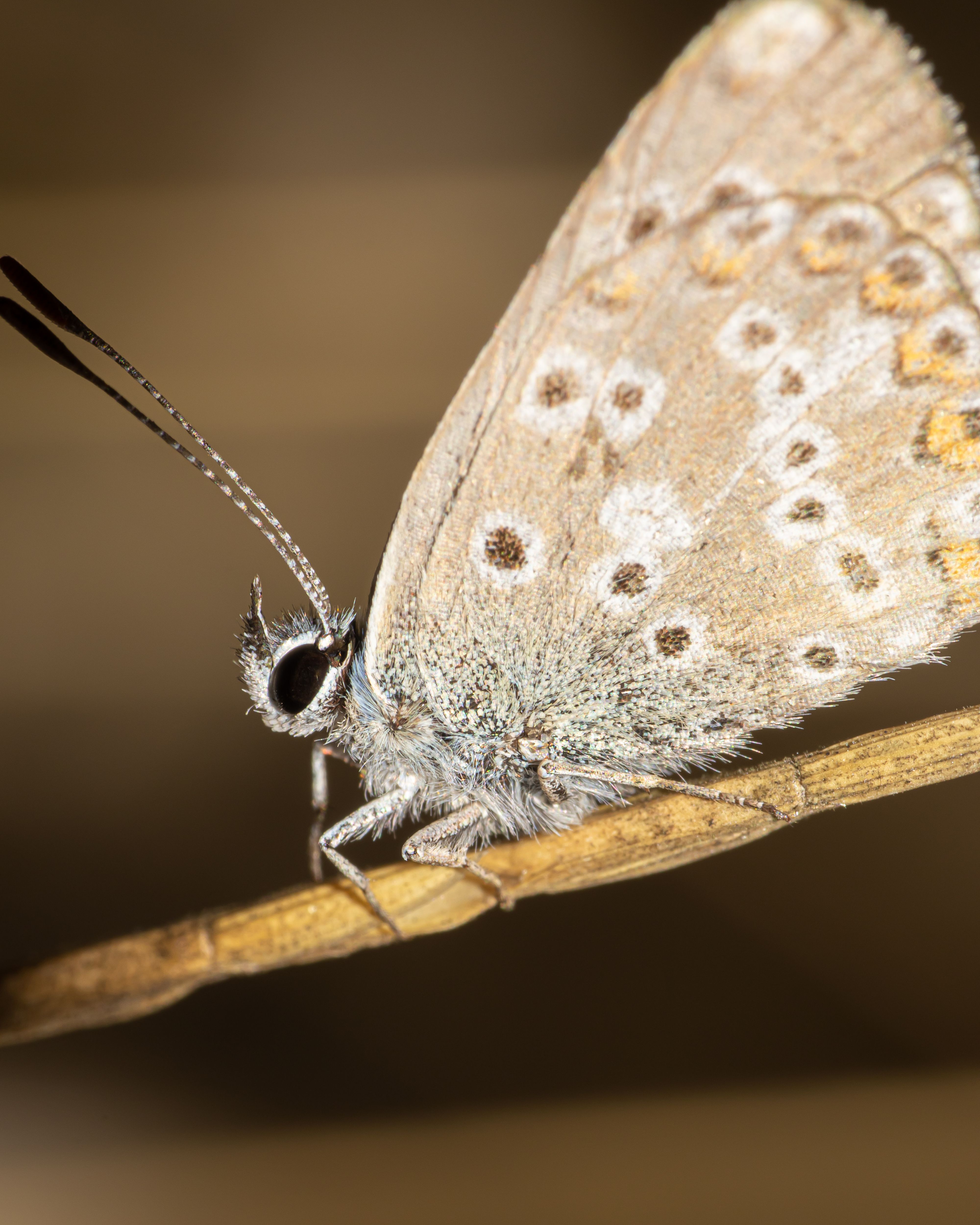 A small butterfly with blue spots on its wings · Free Stock Photo