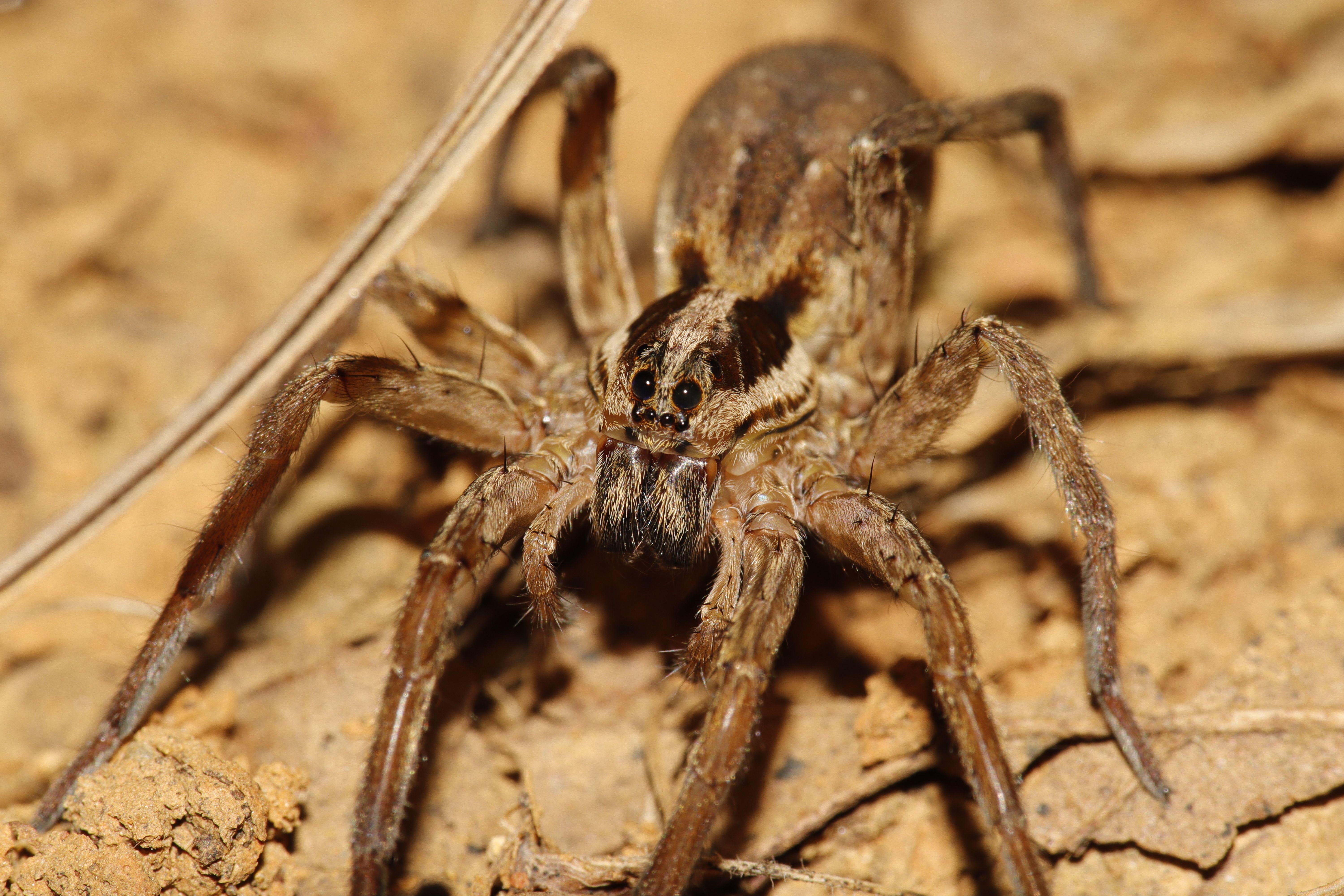 A spider with brown and black stripes on its back · Free Stock Photo