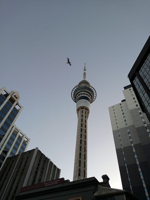 Low angle view of Auckland's Sky Tower surrounded by modern skyscrapers with a clear sky background.