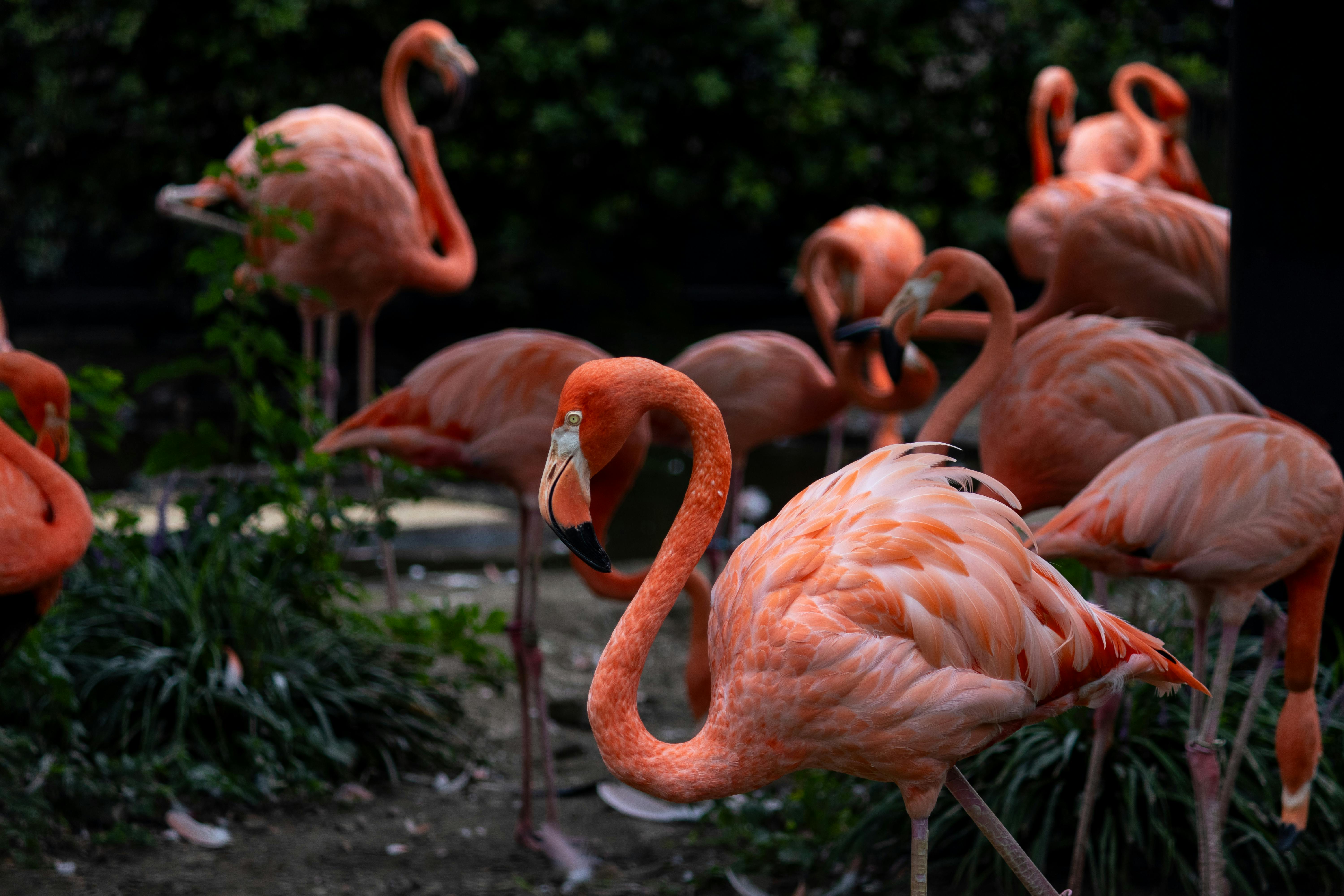 a group of flamingos standing in a field