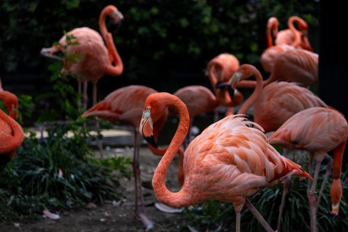Free A group of pink flamingos gracefully roaming in an outdoor park setting. Stock Photo