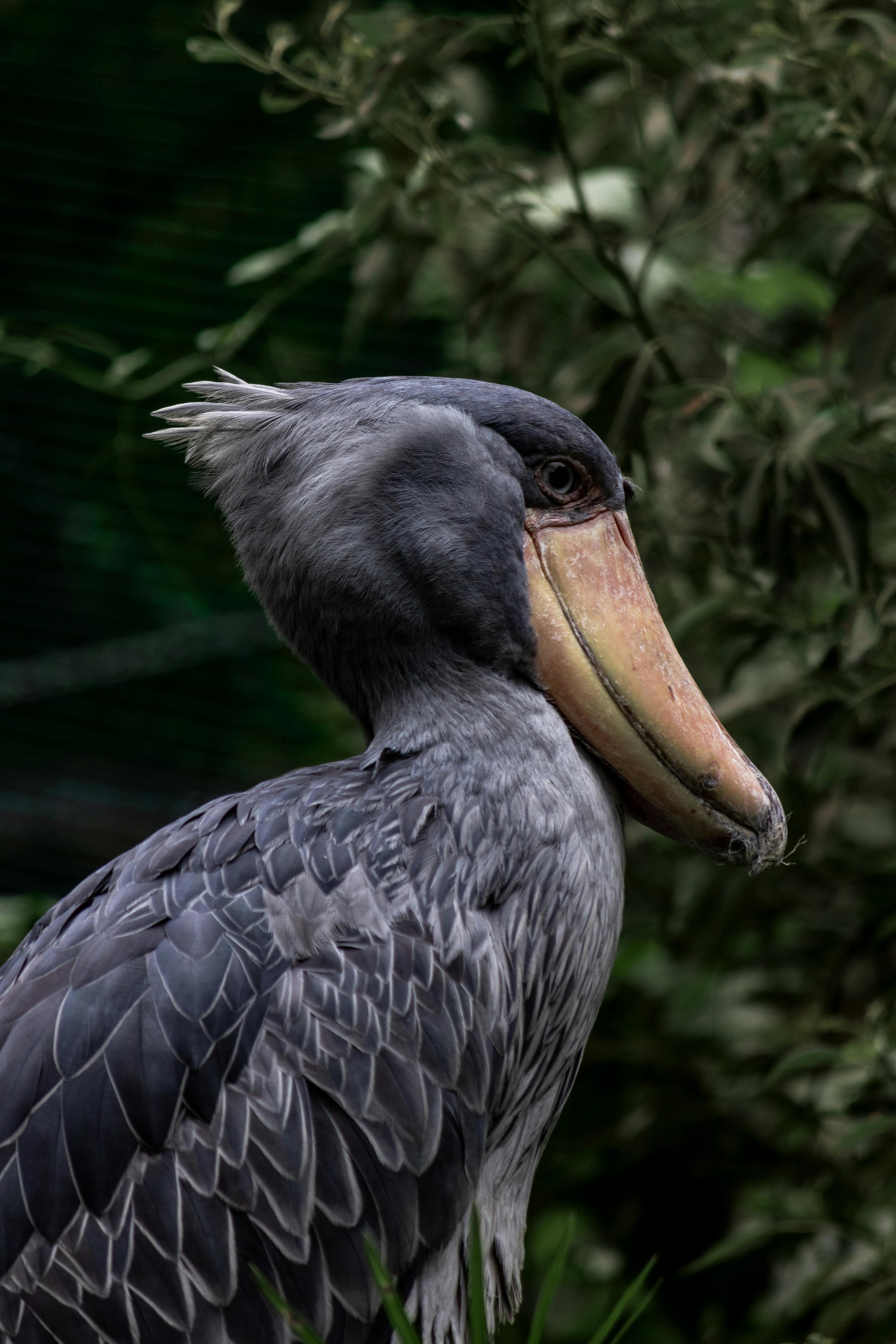 Close-Up Shot of a Shoebill · Free Stock Photo