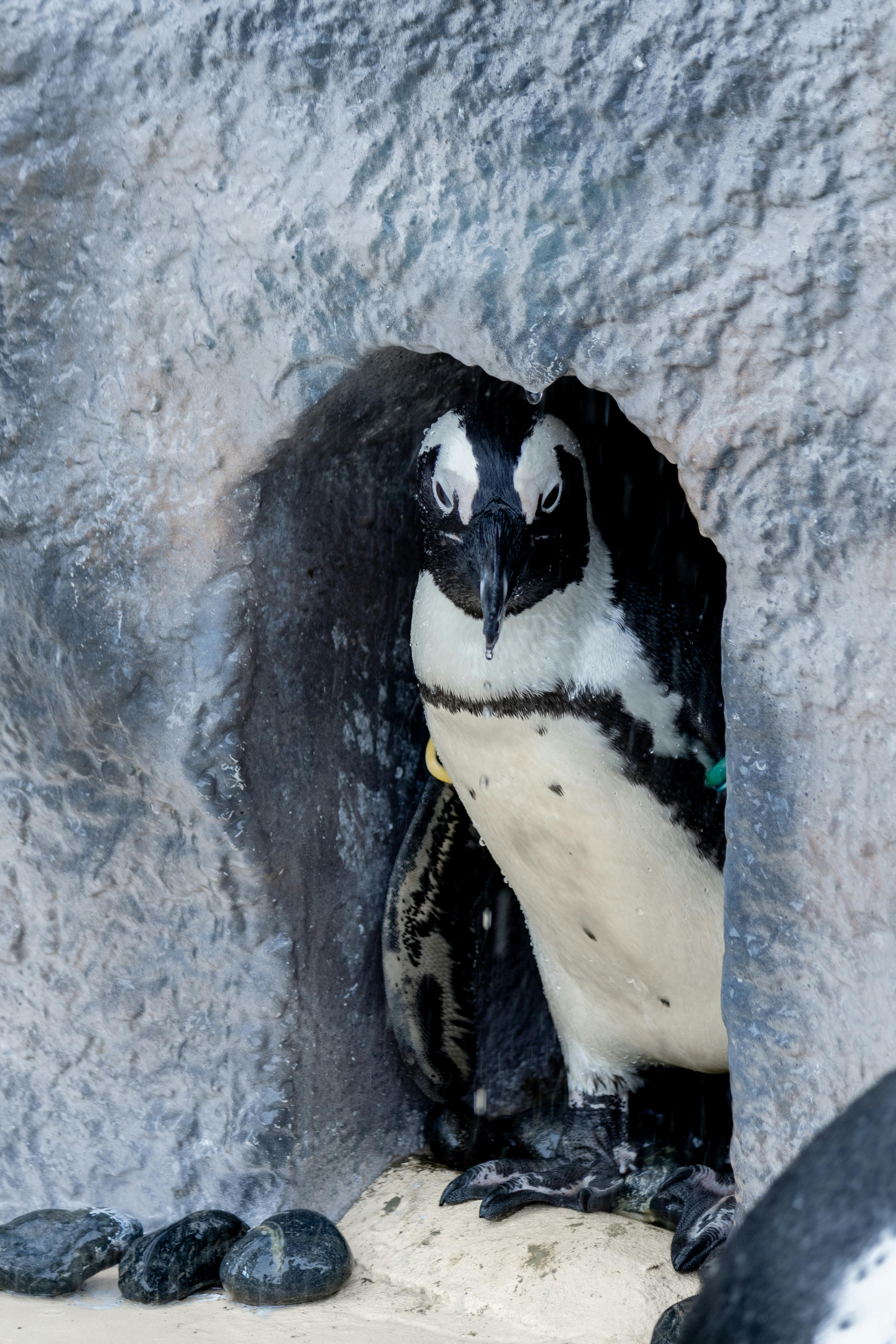 a penguin is peeking out of a hole in the ground