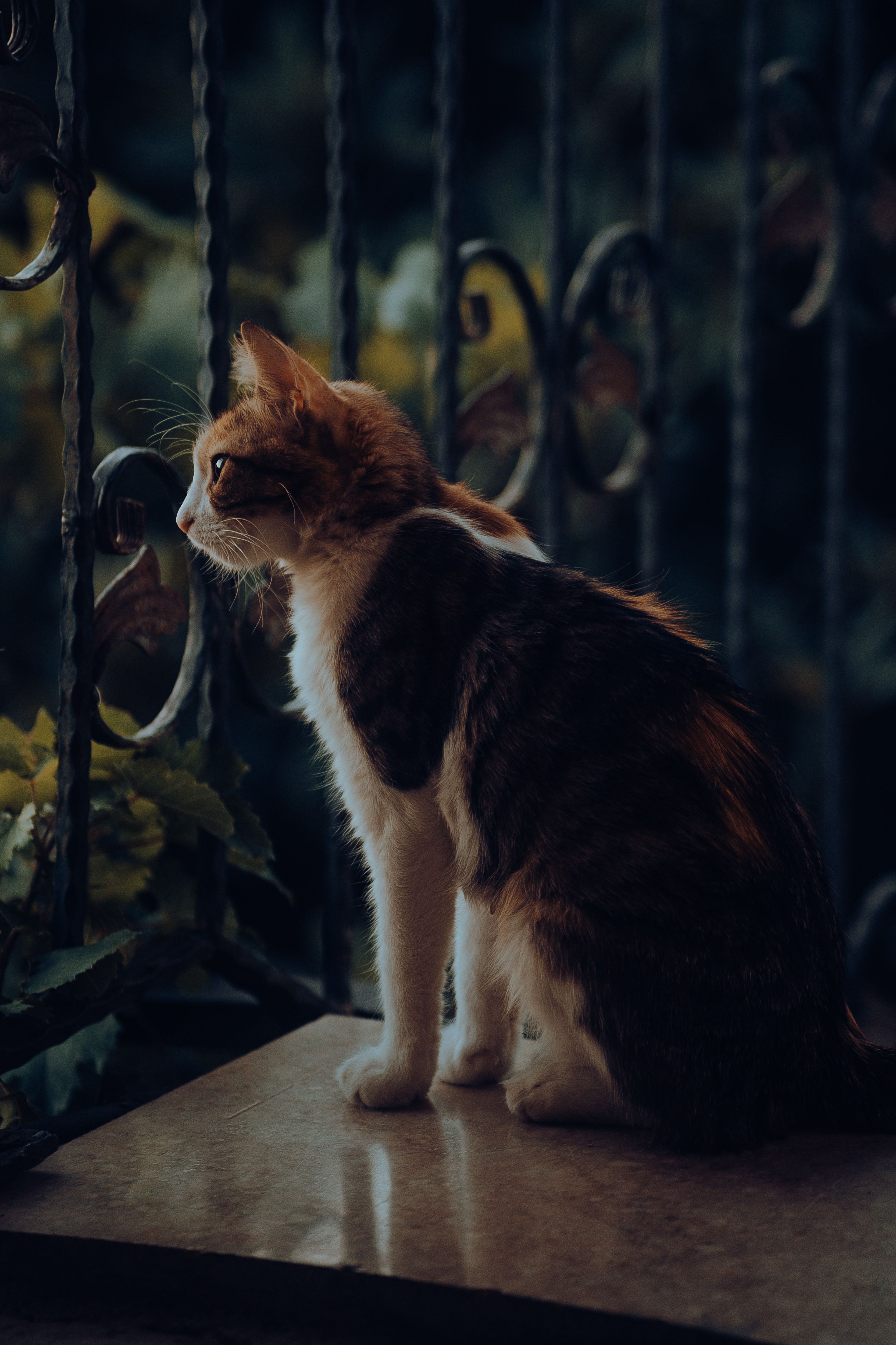 Charming Tabby Cat Relaxing by Vintage Window · Free Stock Photo