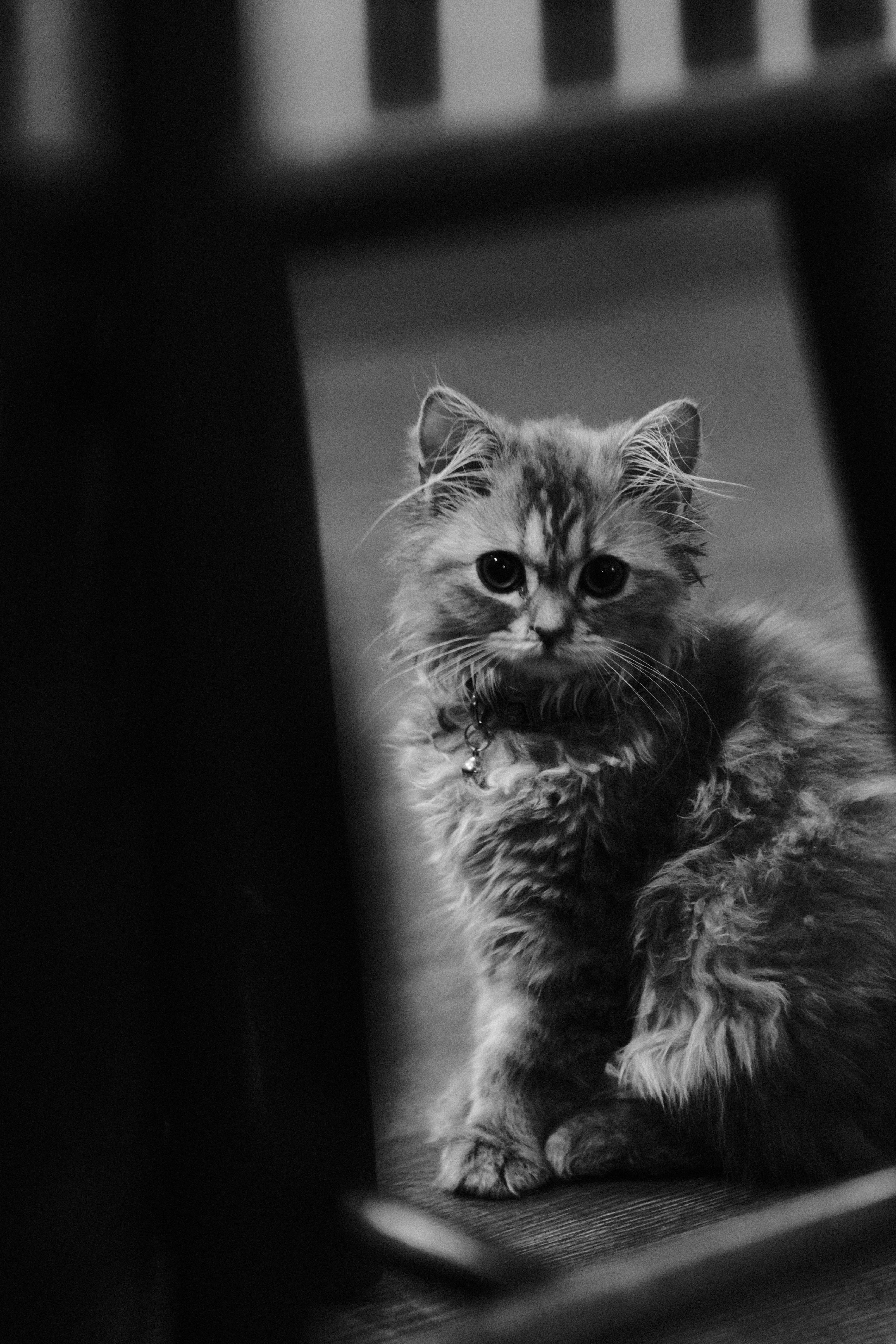 a black and white photo of a kitten sitting on a chair