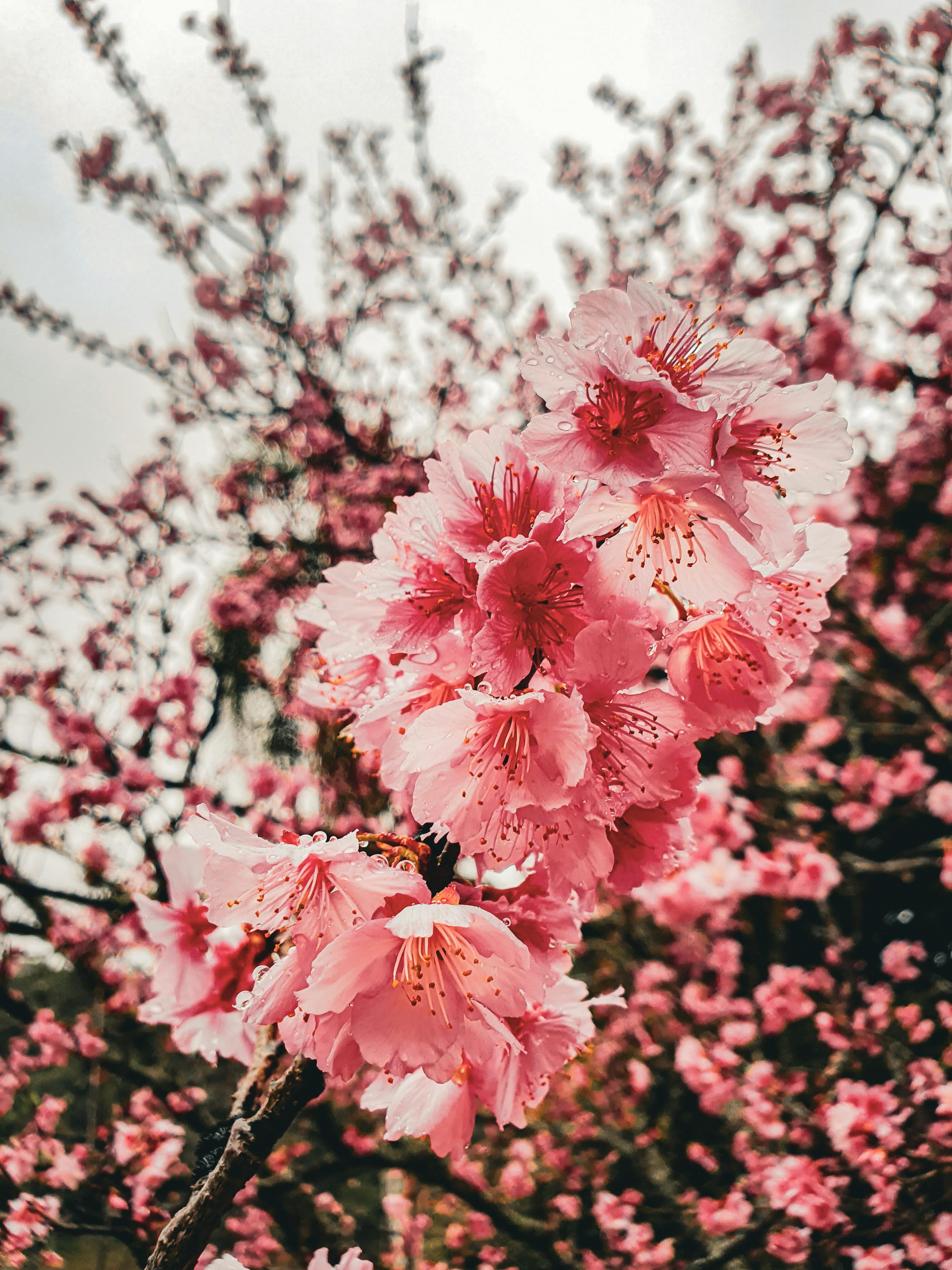 Gratis arkivbilde med bakgrunn, blad, blomst Arkivbilde