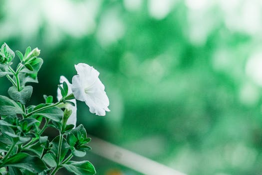 这张特写宁静地捕捉了白花绿叶的户外自然之美