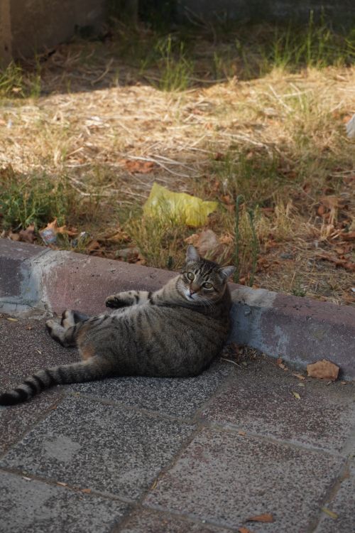 Free Cute tabby cat lounging on a park sidewalk in Istanbul. Stock Photo