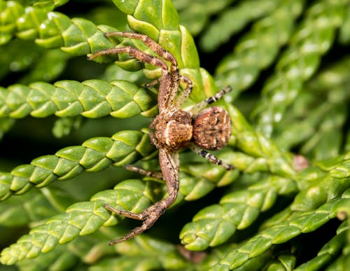 Close Up Van Brown Spider