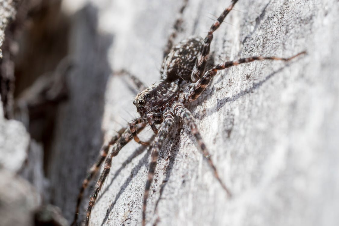 Brown and Black Spider