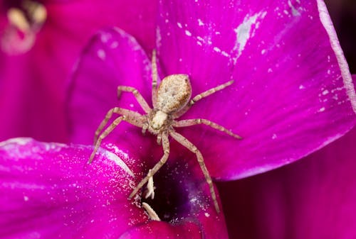 Brown Spider on Pink Flower