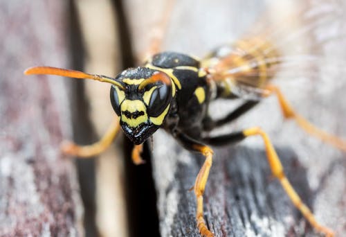 免費 黑色和棕色蜜蜂的微距攝影 圖庫相片