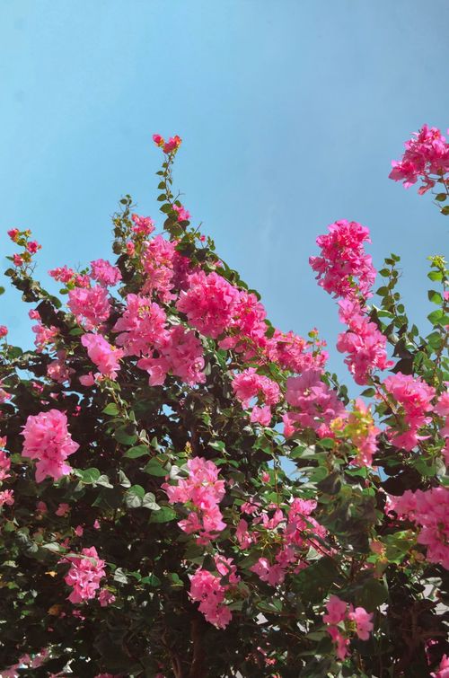 Free Vibrant pink bougainvillea blooms reaching towards a clear blue sky in Quy Nhon, Vietnam. Stock Photo