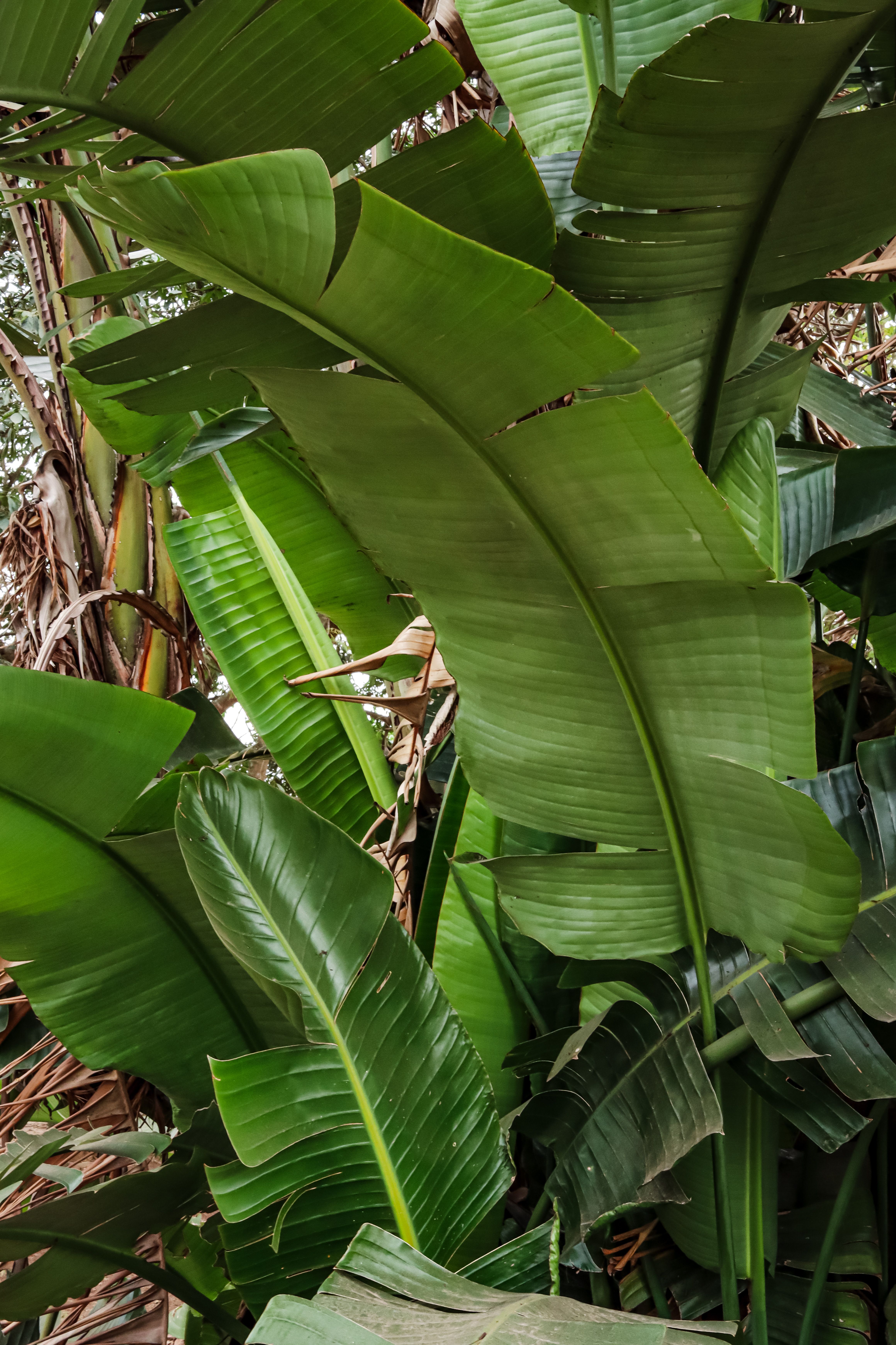 BLOOM GREEN PALM main image 1