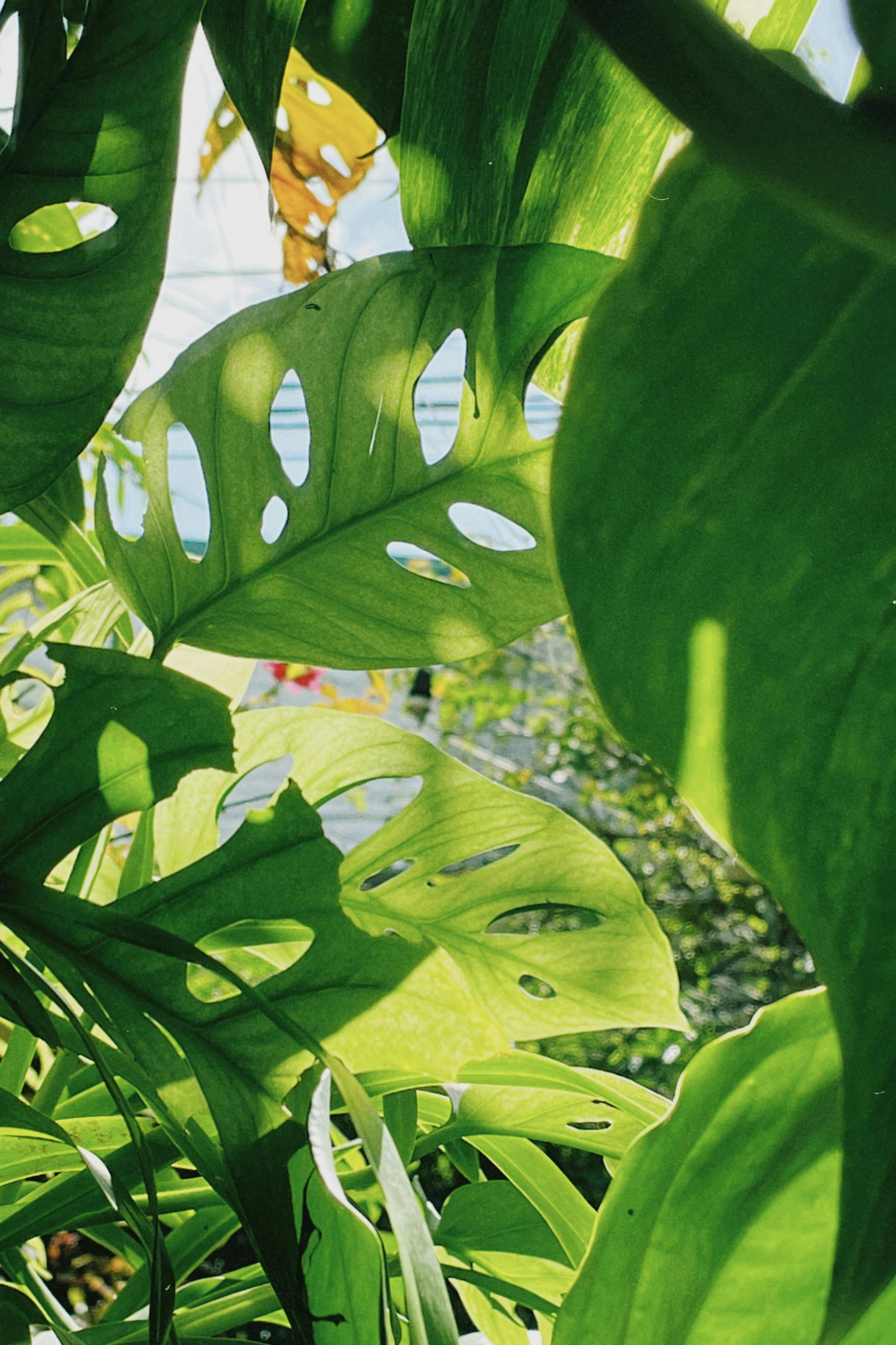 Lush Monstera leaves with sunlight filtering through, highlighting vibrant greenery.