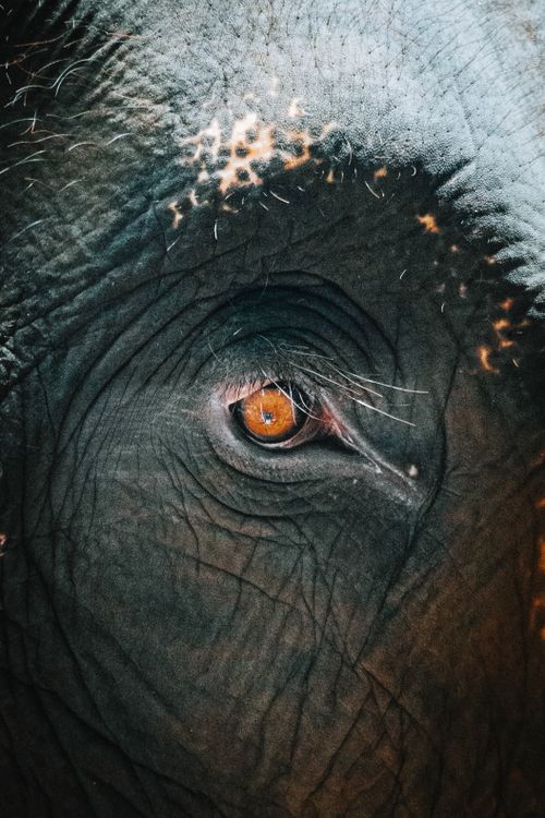 Free A close-up shot of an elephant's eye showcasing the texture and detail of its skin. Stock Photo