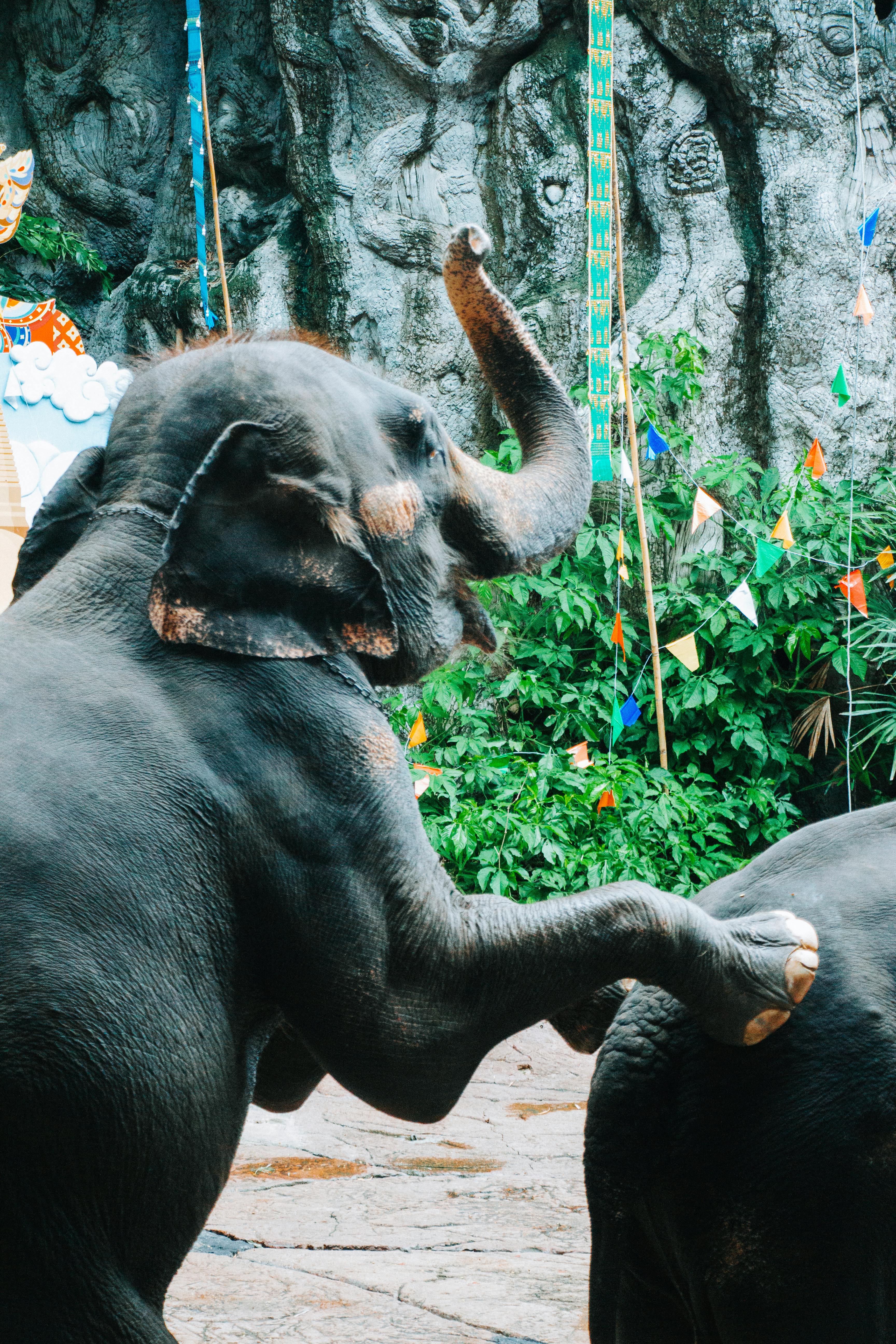 two elephants are playing with each other in a zoo