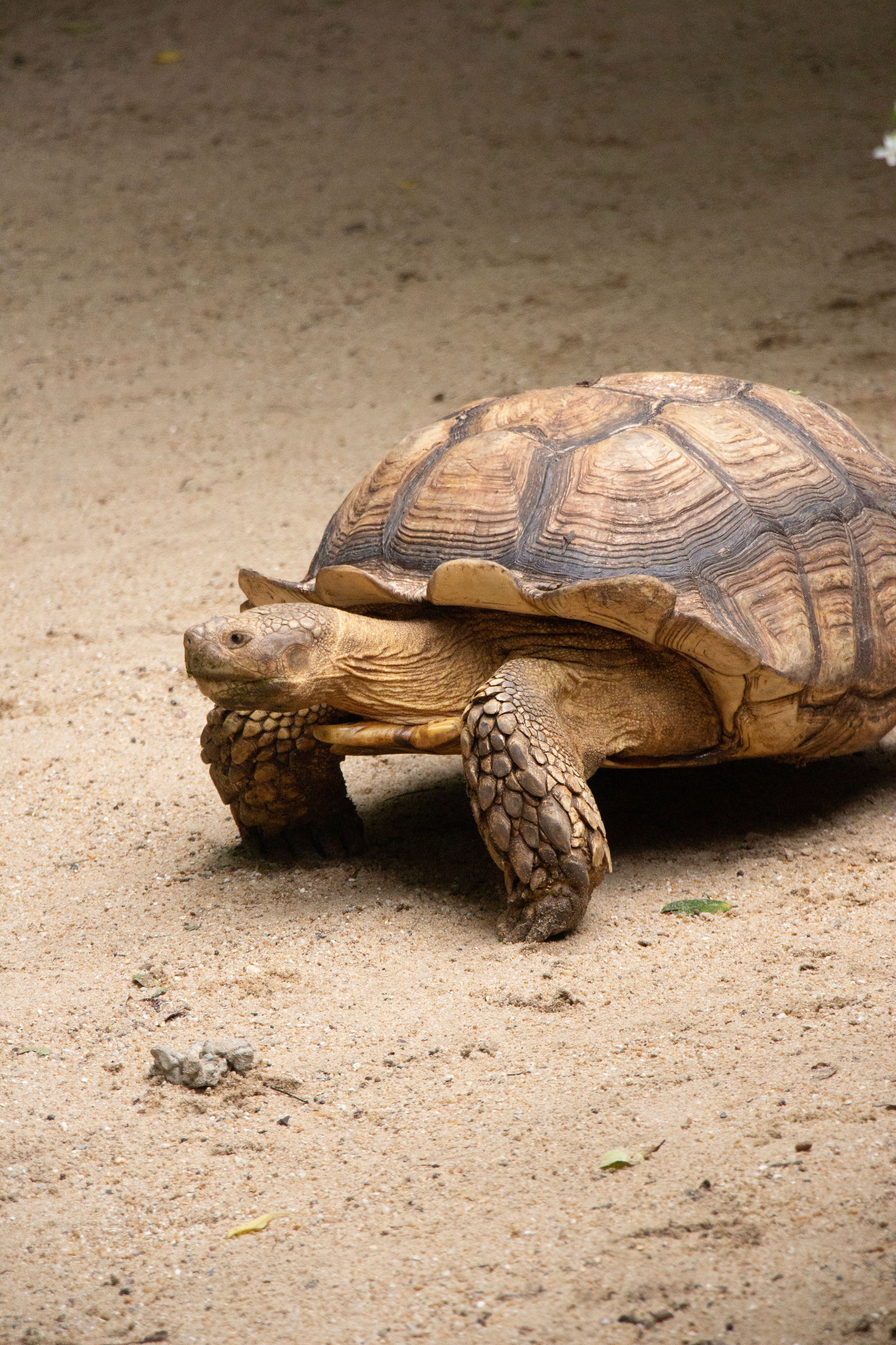 A tortoise walking on dirt in a zoo · Free Stock Photo