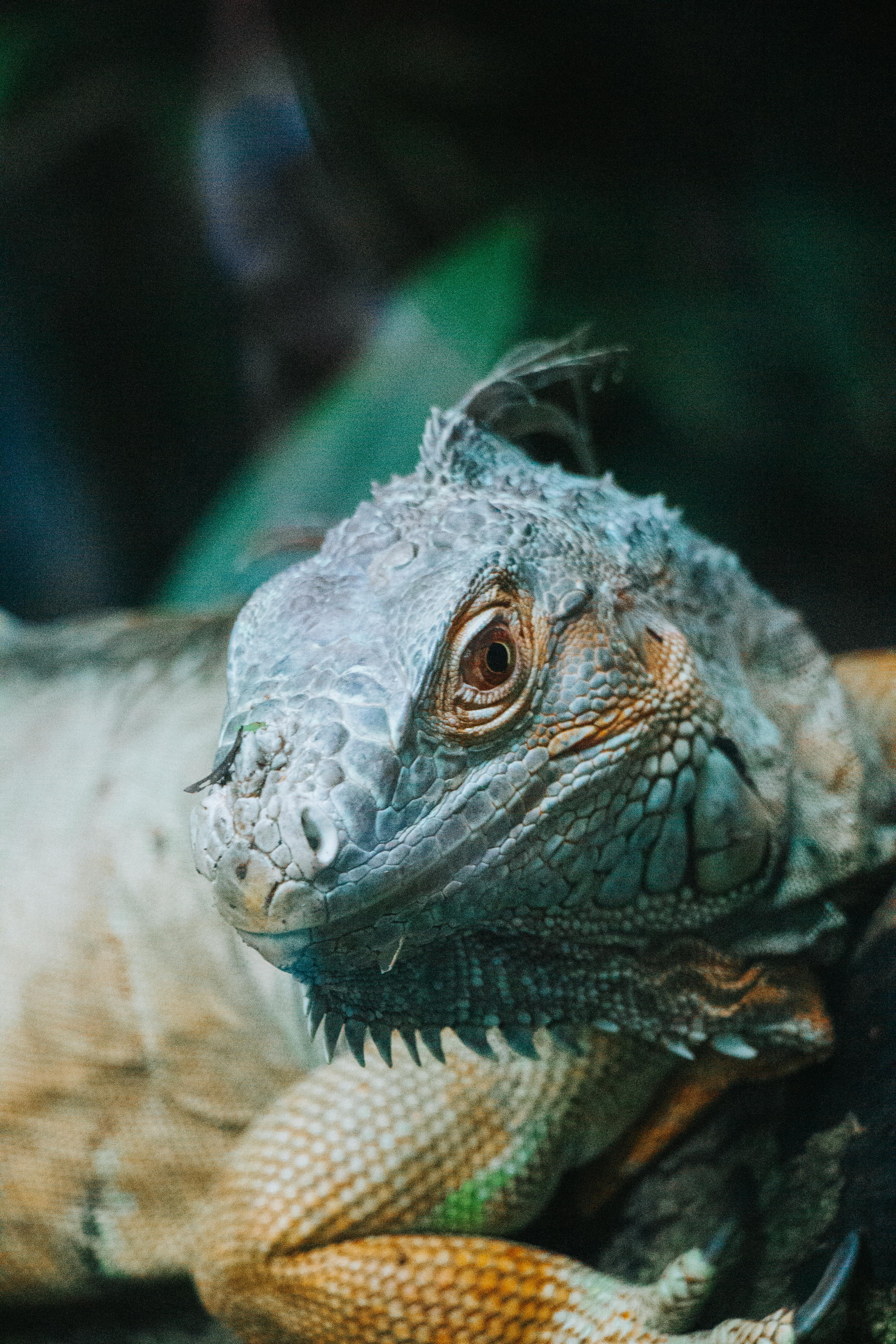 An iguana is sitting on a rock in a zoo