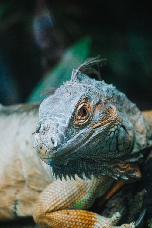 Free Detailed close-up of a green iguana highlighting its textured scales and vivid colors in a tropical setting. Stock Photo