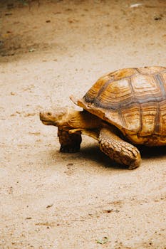A desert tortoise walking on sandy terrain, showcasing its detailed shell in a natural setting.