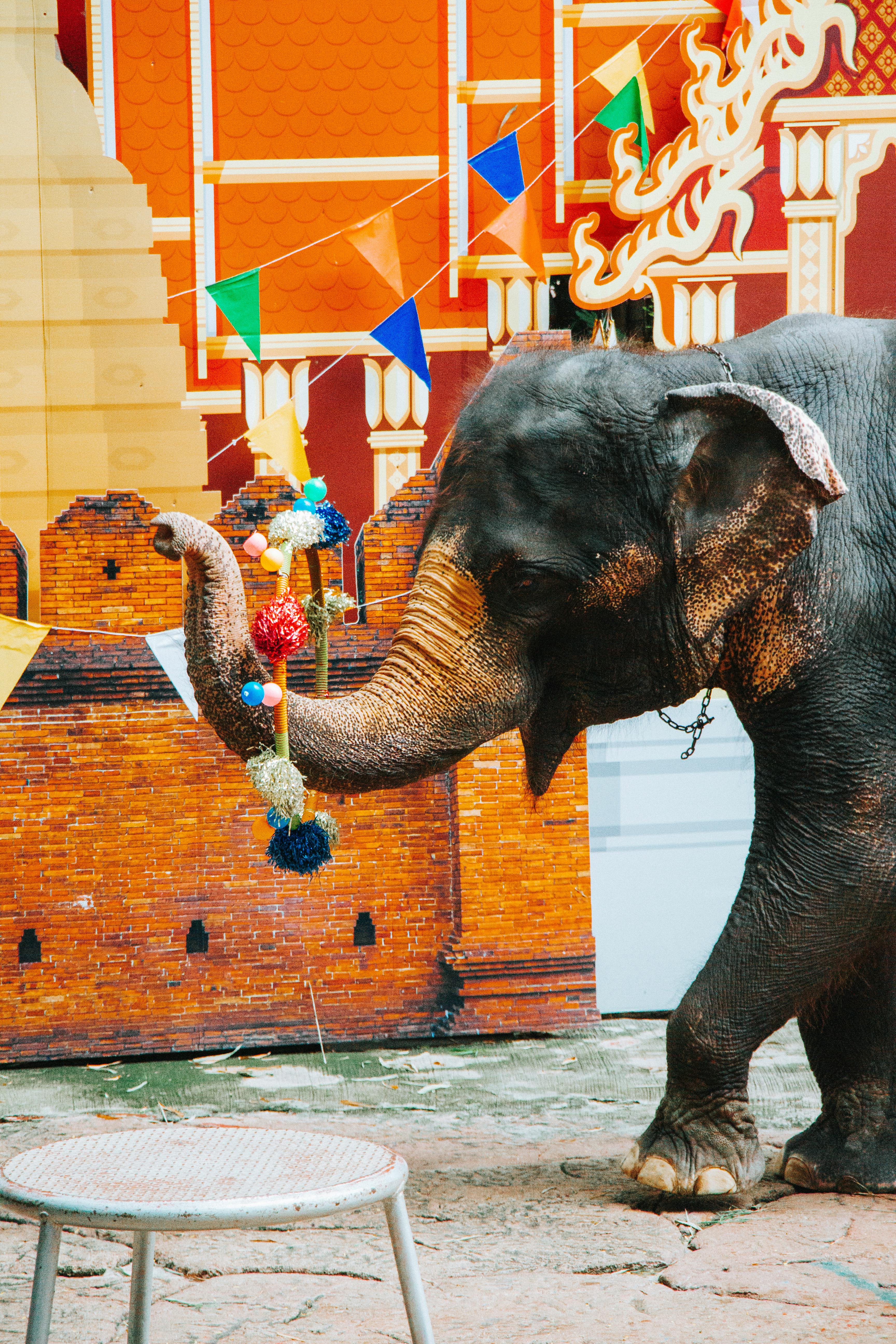 a small elephant is standing in front of a building