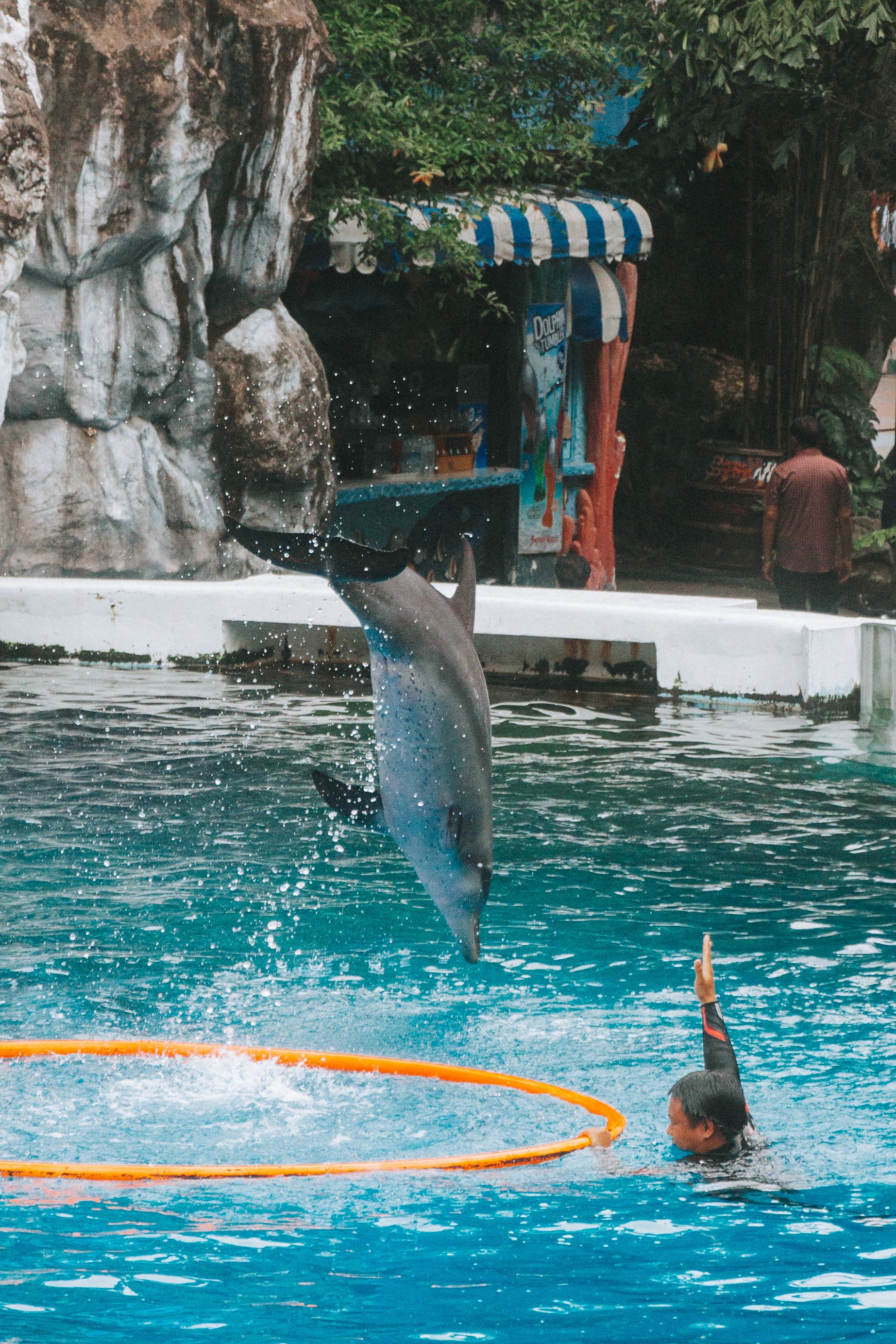 A dolphin jumping out of the water in an aquarium · Free Stock Photo