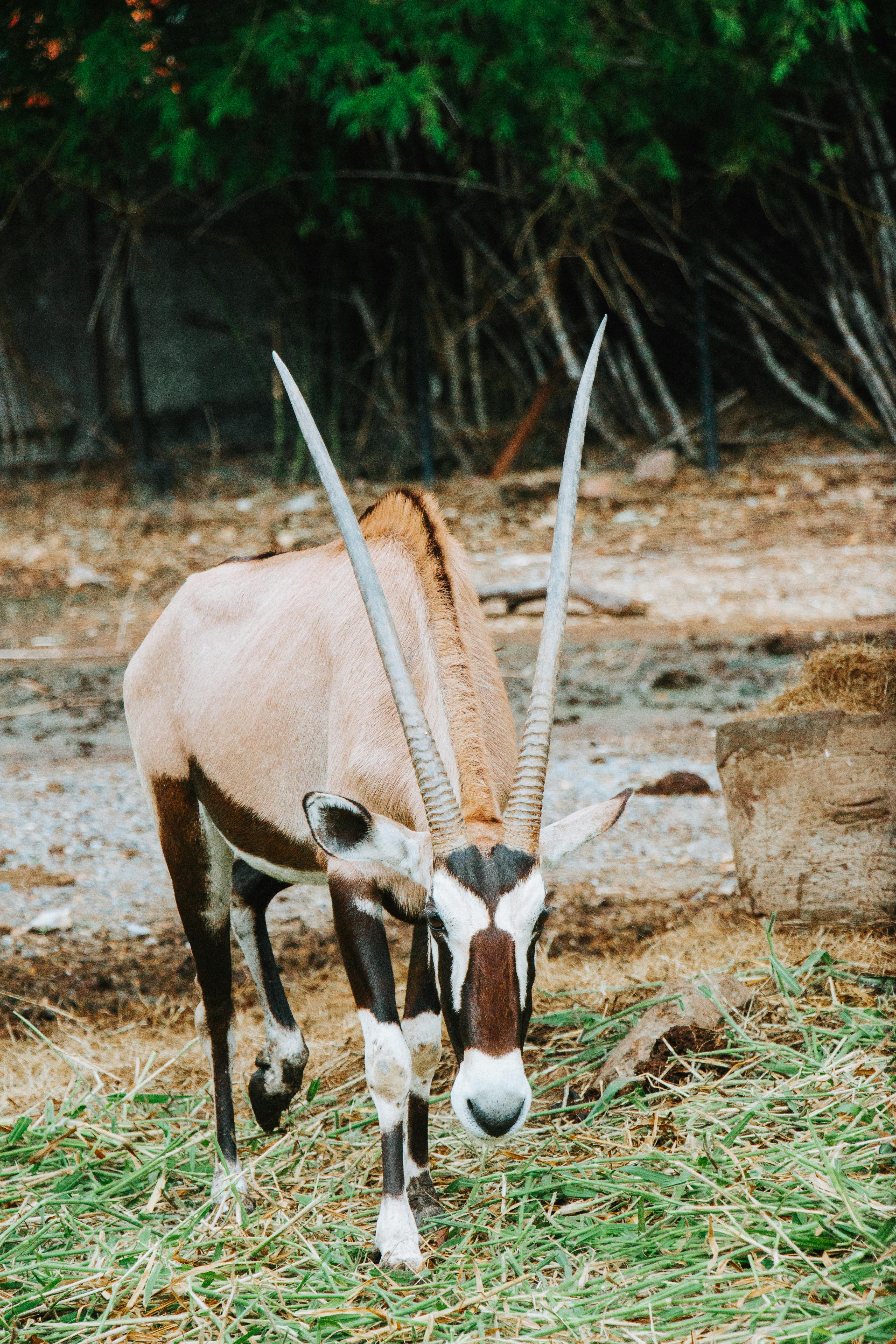 Gratuit Photos gratuites de @extérieur, animal, antilope Photos