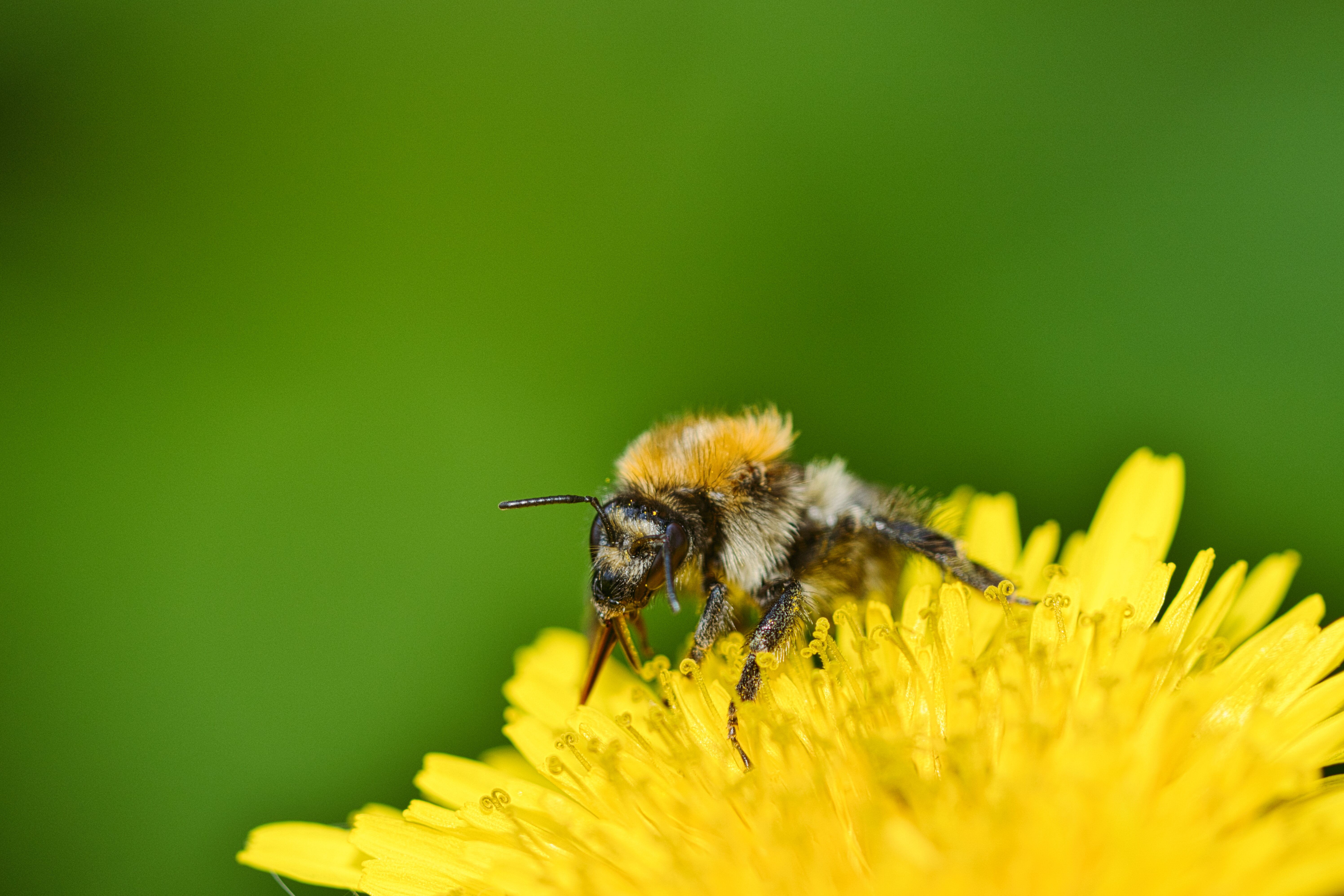 A bee on a yellow flower with green background · Free Stock Photo