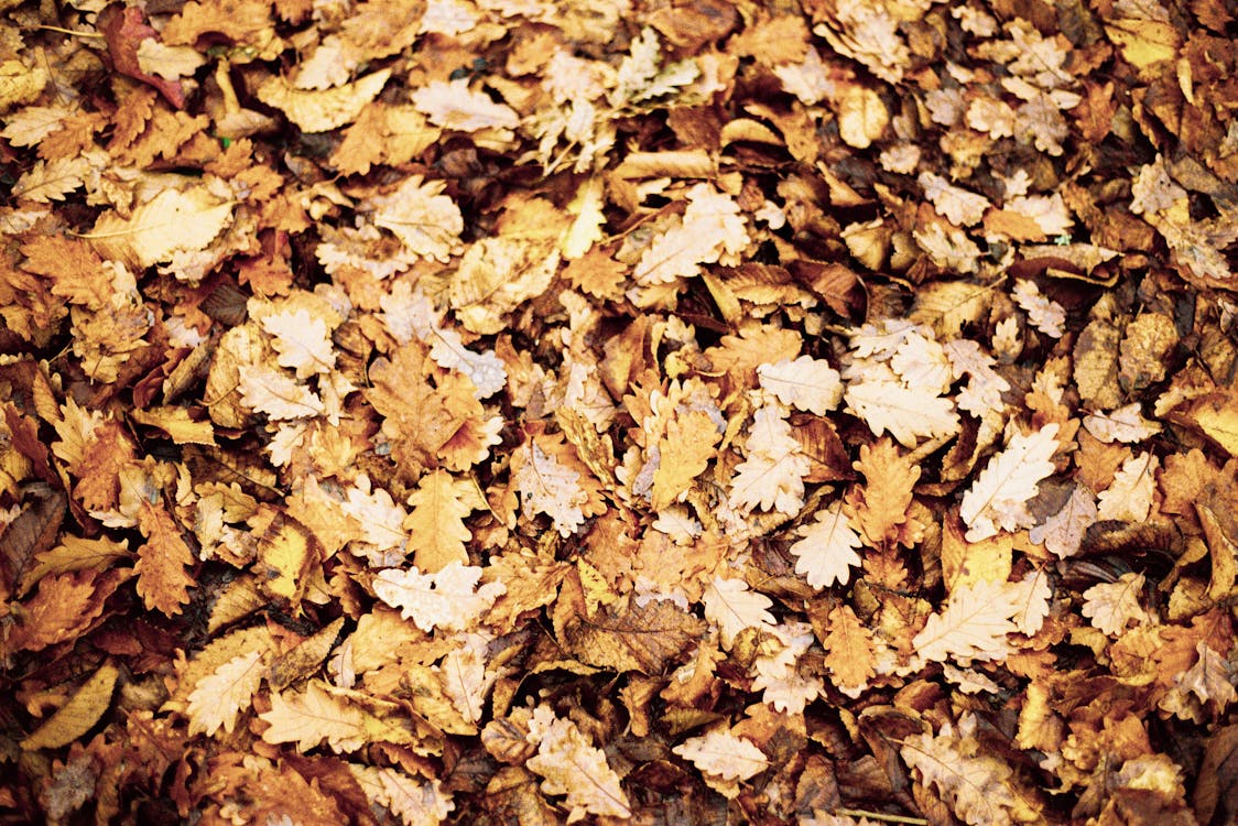Nahaufnahmefoto Von Trockenen Herbstblättern Auf Dem Boden