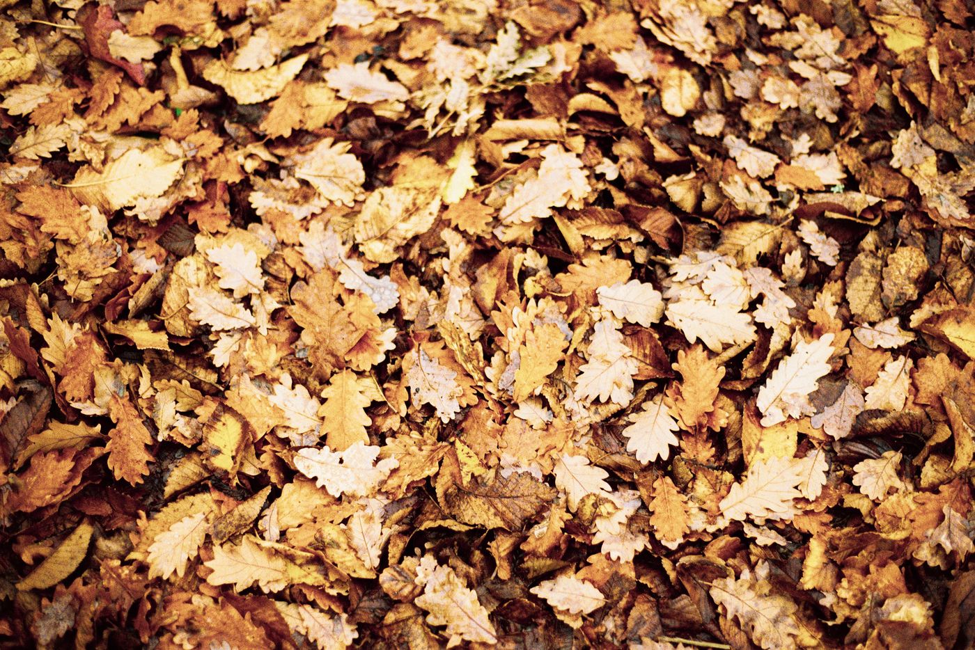 A close-up of autumn leaves scattered on the ground